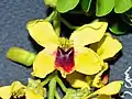 Zygomorphe, fünfzählige Blüte