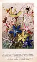 Bildtafel mit Orchideen