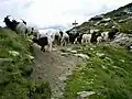 Pass de Buffalora