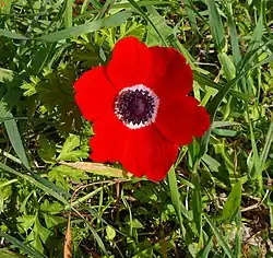 Anemone coronaria in der Form des Davidsterns