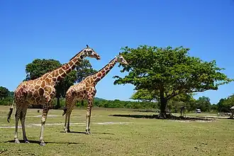 Zwei Giraffen im Calauit Safari Park