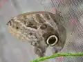 Caligo idomeneus