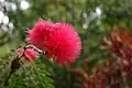 Calliandra haematocephala