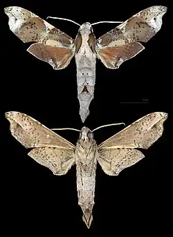 Callionima pan