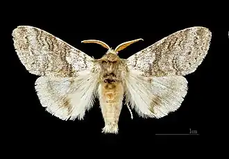 Dorsalansicht ♂