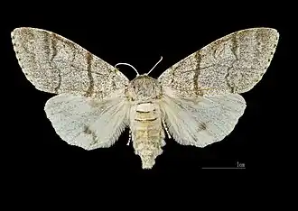 Dorsalansicht ♀