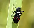 Callitettix versicolor