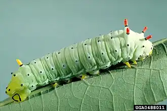 Ausgewachsene Raupe