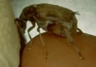 Seitenansicht ♂