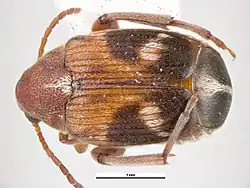 Dorsalansicht ♀