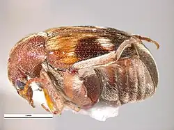 Seitenansicht ♀