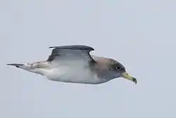 Sepiasturmtaucher