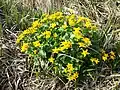 Sumpfdotterblume (Caltha palustris)