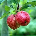 Äpfel in der Region Calvados