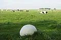 Riesenbovist Calvatia gigantea