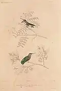 Veilchenkopfelfe in Voyage autour du monde sur la frégate la Vénus