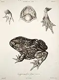 Calyptocephalella gayi illustriert von Paul Louis Oudart