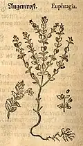 Mattioli / Handsch / Camerarius 1586