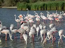 Camargue