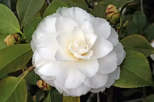 Fimbriata