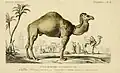 Dromedar in Dictionnaire universel d’histoire naturelle