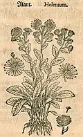 Mattioli / Handsch / Camerarius 1586
