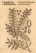 Mattioli / Handsch / Camerarius 1586