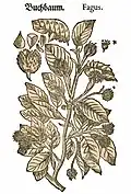 Mattioli / Handsch / Camerarius 1586