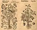 Mattioli / Handsch / Camerarius 1586