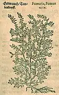 Mattioli / Handsch / Camerarius 1586