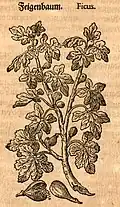 Mattioli / Handsch / Camerarius 1586