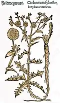 Mattioli / Handsch / Camerarius 1586