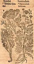 Mattioli / Handsch / Camerarius 1586