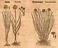 Mattioli / Handsch / Camerarius 1586
