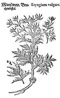 Mattioli / Handsch / Camerarius 1586