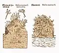 Mattioli/Handsch/Camerarius 1586