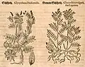 Mattioli / Handsch / Camerarius 1586