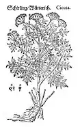 Mattioli / Handsch / Camerarius 1586