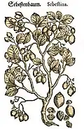 Mattioli / Handsch / Camerarius 1586
