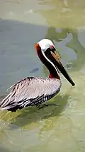 Braunpelikan (Pelecanus occidentalis)