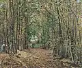 Allée dans le parc de Marly