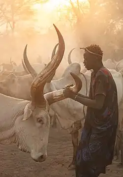 Bild des Jahres 2024: Viehcamp des Mundari-Stammes, Terekeka, Südsudan