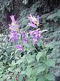 Breitblättrige Glockenblume (Beispielfoto)