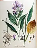 Illustration aus der Flora Batava