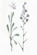 Habitus