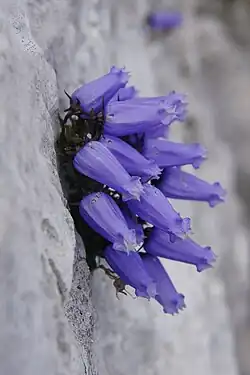 Campanula zoysii