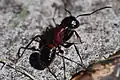 Camponotus obscuripes