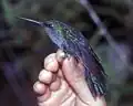 Napodegenflügel (Campylopterus villaviscensio)