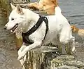 Kanaanhund