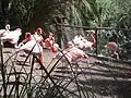 Flamingos